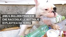 Ann, il bulldog francese che raccoglie le bottiglie di plastica da terra