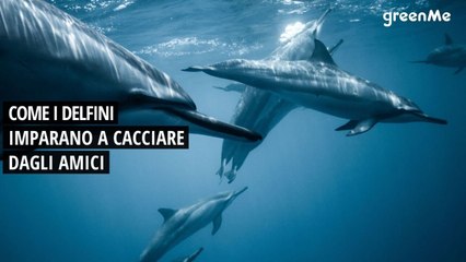 Come i delfini imparano a cacciare dagli amici
