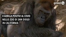 8 gorilla positivi al Covid nello zoo di San Diego