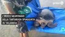 L'eroico salvataggio della tartaruga spiaggiata in Tailandia