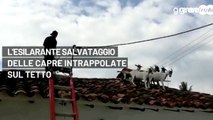 L'esilarante salvataggio delle capre intrappolate sul tetto
