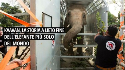 Kaavan, la storia a lieto fine dell'elefante più solo del mondo