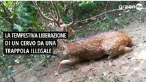 La tempestiva liberazione di un cervo da una trappola illegale