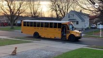 Il cucciolo di Golden Retriever che ogni mattina accompagna i bambini allo scuolabus