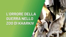 L'orrore della guerra nello zoo di Kharkiv
