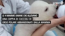 Le 4 mamme umane che stanno allevando una coppia di cuccioli di orso polare abbandonati alla nascita