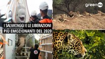 I salvataggi e le liberazioni più emozionanti del 2020