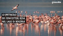 Lo spettacolo dei fenicotteri rosa nel lago Bogoria