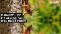 La bellissima storia di 4 scoiattoli nati in un tronco d'albero