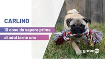 Carlino: 10 cose da sapere prima di adottarne uno