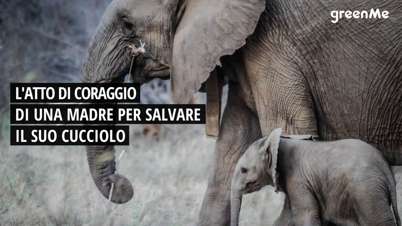L'atto di coraggio di una madre per salvare il suo cucciolo