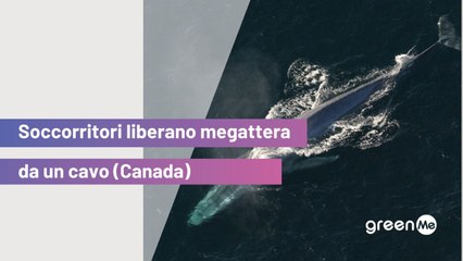Soccorritori liberano megattera da un cavo (Canada)