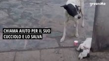Chiama aiuto per il suo cucciolo e lo salva