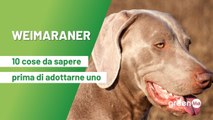 Weimaraner: 10 cose da sapere prima di adottarne uno