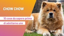 Chow chow: 10 cose da sapere prima di adottarne uno