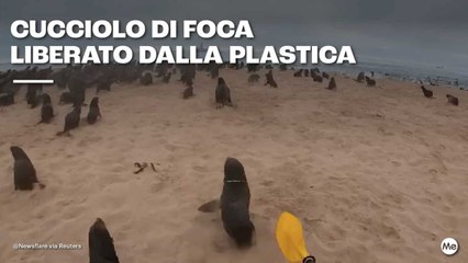 Cucciolo di Foca Liberato dalla Plastica: Un Miracolo di Speranza 🦭