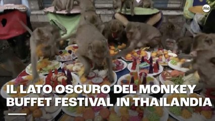 Il lato oscuro del monkey buffet festival in Thailandia
