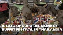 Il lato oscuro del monkey buffet festival in Thailandia