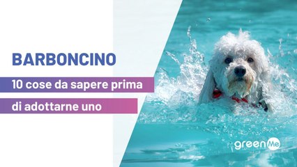 Barboncino 10 cose da sapere prima di adottarne uno