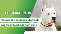 Dogo argentino: 10 cose da sapere prima di adottarne uno