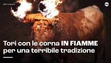 Tori con le corna in fiamme per una terribile tradizione