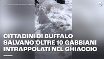 Cittadini di Buffalo salvano oltre 10 gabbiani intrappolati nel ghiaccio