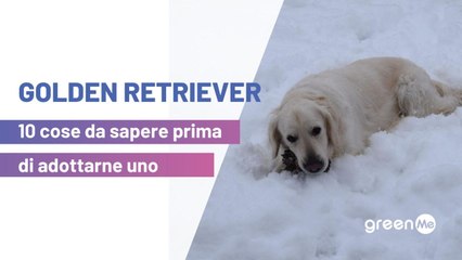 10 cose da sapere Golden retriever prima di adottarne uno