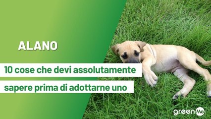 Alano: 10 cose da sapere  prima di adottarne uno