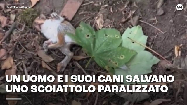 Un uomo e i suoi cani salvano scoiattolo paralizzato
