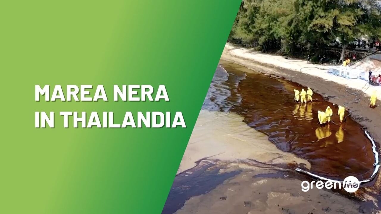Marea nera in Thailandia