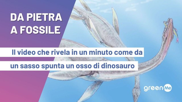 Da pietra a fossile. Il video che rivela in un minuto come da una pietra spunta un osso di dinosauro