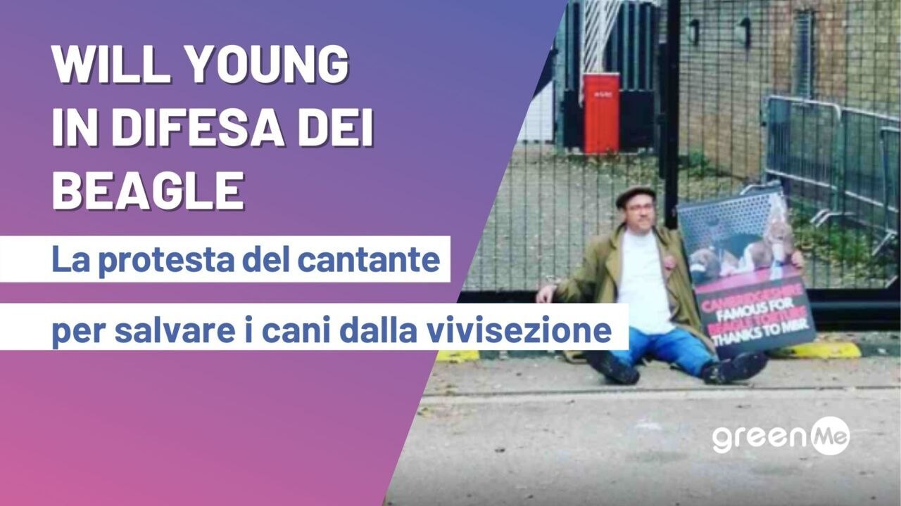Will Young in difesa dei beagle. La protesta de cantante per salvare i cani dalla vivisezione