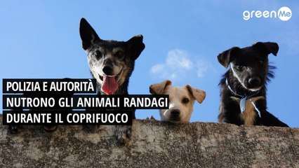 Polizia e atutorità nutrono gli animali randagi durante il coprifuoco