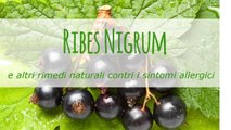 Ribes nigrum e altri rimedi naturali contri i sintomi allergici