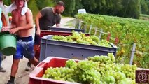 How Farmers Harvest Thousands Tons of Fruits 2023 - Guava-Grape-Aloe vera-Olive - Fruit Harvesting