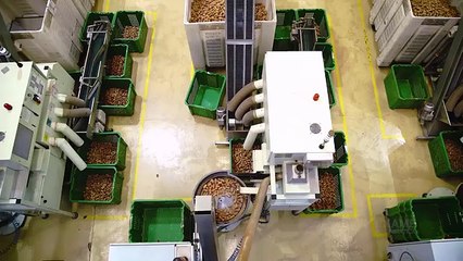 How It-s Made Wine Cork - Harvesting 50 Million Cork Wine and Making Process in factory