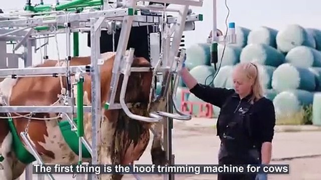 How modern cow machine works - Incredible farm- dairy modern technology machines