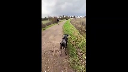 On a trouvé le chien de Gandalf : tu ne passeras pas