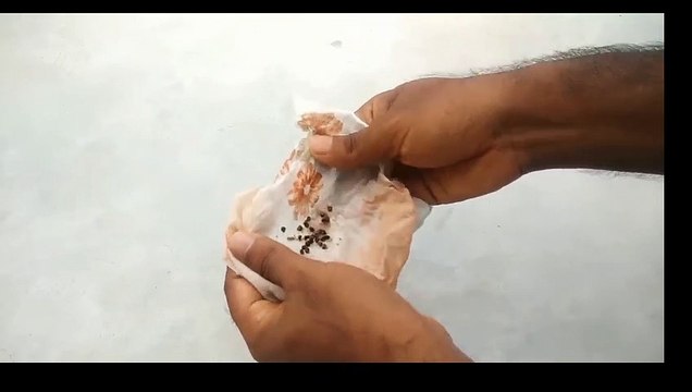 Grow Cardamom from seeds _ Grow Properly at home Grow plants from seeds