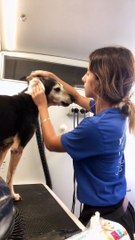 Sassy Doggie Likes Having Clean Ears