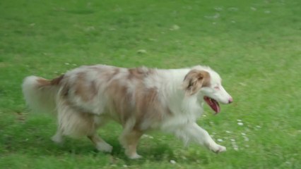 The incredible Australian Shepherd. #Animal #Dogs #Funny