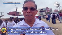 Pequeño cocodrilo paralizó tráfico en el Malecón de Coatzacoalcos
