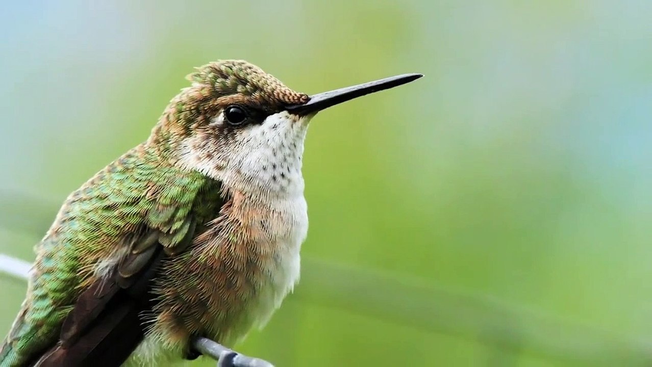 bee bird