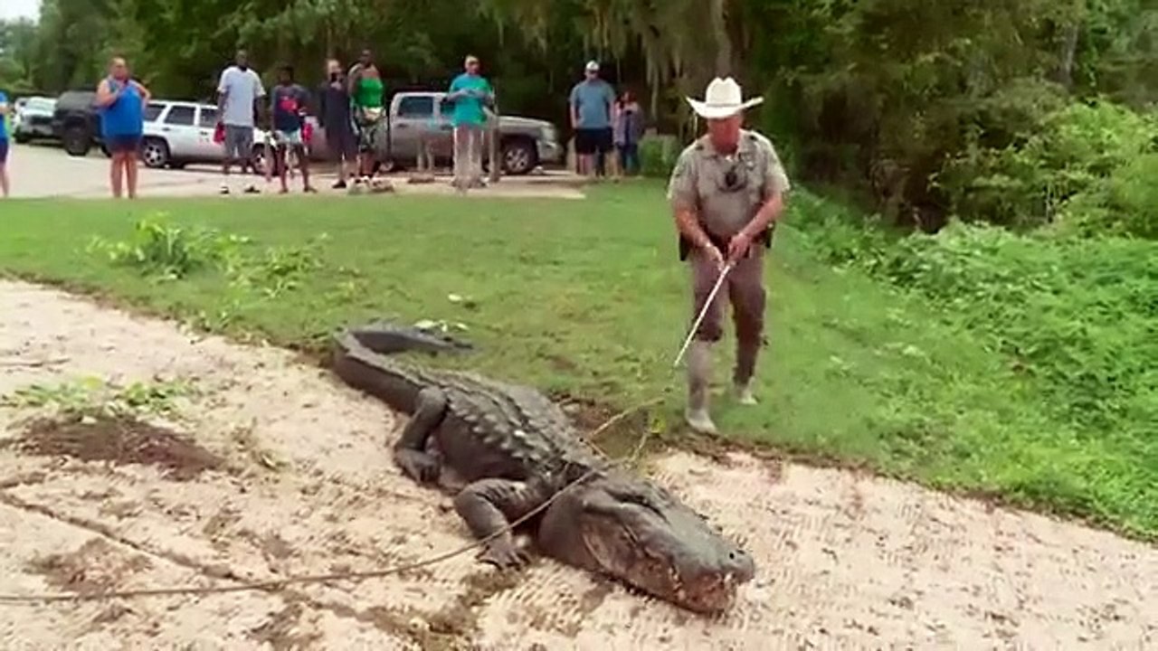 Lone Star Law - Se8 - Ep01 - Wild Call HD Watch