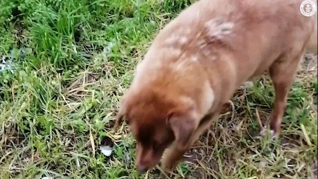 Cão de 30 anos quebra recorde do ‘Guinness’ e é o mais velho já registrado