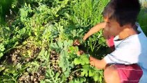 Sang Vlog - 1 Ngày Khám Phá Nông Trại ( Đưa Hấu - Vú Sữa - Ổi ) Trong Vườn Trái Cây - Sang Vlog Làm Nông Dân