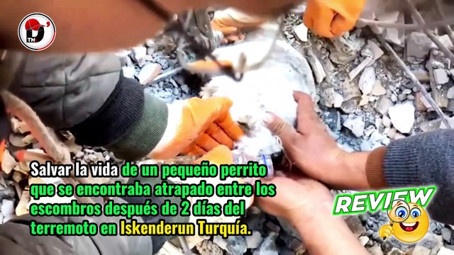 Rescatan PERRITO entre los escombros después de 2 días del terremoto en Turquía.