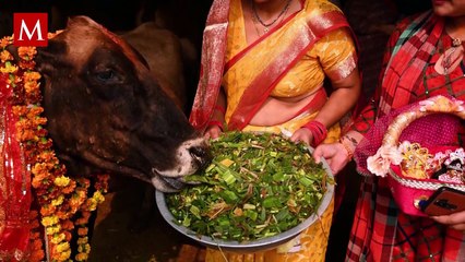 India pide a la gente que abrace vacas en San Valentín