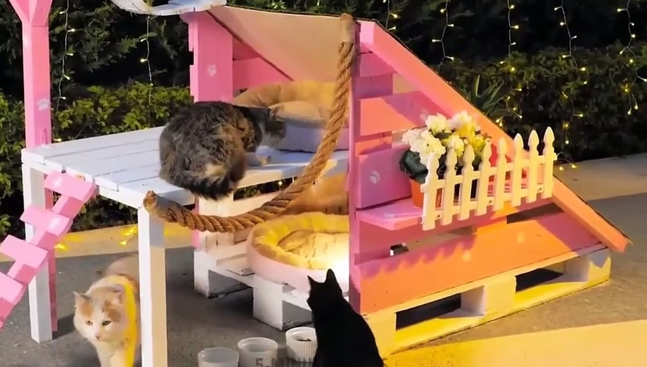 Home mad  | Diy cat house ||Best craft and gadgets for your pets