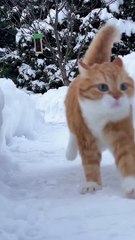 Funny cat videos | cute cats | Try not to laugh | Cat videos Compilation 2023